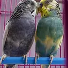 عصافير البادجي معا قفص للبيع