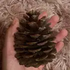 سنجاب البيع