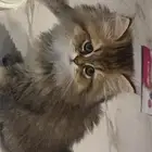 قطة شيرازي كيتن للبيع