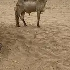 فحل درماني صنف الصنف