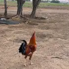 للبيع دجاج بلدي