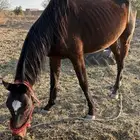 فرس انجليزيه