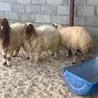 دبايح نعيم بلدي
