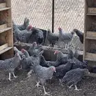 داجاج امروك   ديكة لوهمان للبيع