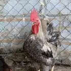 دجاج لهمان