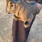 تيس قزمي للبيع