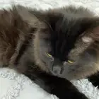 تبني قطط