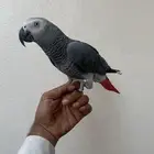 ببغاء كاسكو