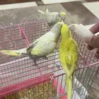 عصفور حب