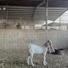 تيس هولندي ابيض