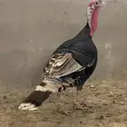ديك رومي