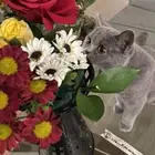 قطة بريتش شورت هير تزاوج