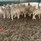 بهم تربية للبيع