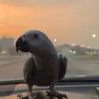 كاسكو اليف