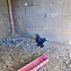 زوج تركي اسود لمعه