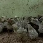 صوص فيومي المنيوم وقولد