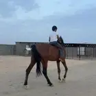 للبيع حصان شعبي