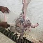 ذبايح ذبح وتوصيل