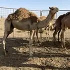 حشو للبيع