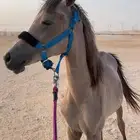 للبيع مهره