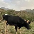 حسيل هولندي للبيع