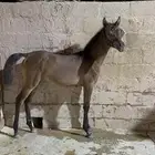 مهرة عربية شعبيه