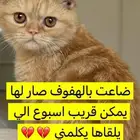 قط مفقود بالاحساء