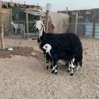 نجدية تحتها خاروف