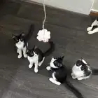 قطط تبني