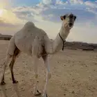 فرديه طيبه جدااا