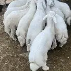 حيوانات