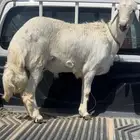 اضاحي اعياد خرفان ورخال طيبه 1600 و 1700