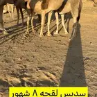 للبيع 5من الابل بفحلها