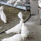 حمام فرنسي سلفر وابيض شبب سوبر جامبو