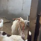 تيس فحل ابرص رفع و جباره