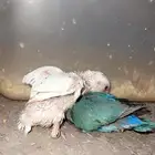 فرخ روز البينو و ملون
