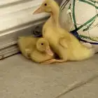صوص بط للبيع العدد 2