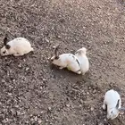 للبيع ارانب فرنسي