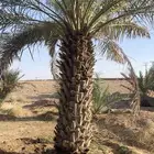 نخيل نقايل صقعي ومنوع