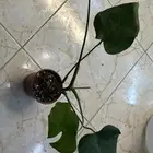 بكج نباتات داخلي سهلة العنايه