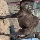 قعود مجهم فل شحم على حليب امه