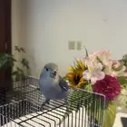 عصفور روز للبيع أليف ومتعود على اسمه