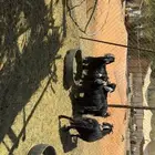 معزى كبار سن فيها حصيب