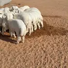 رخال فواخررر حرري