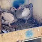 فراخه حمام