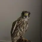 باشق المجمعه