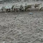 غنم حريات حرش