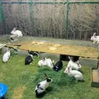 ارانب فرنسيه و بلدي