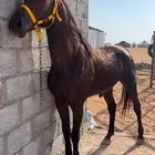 حصان شعبي كفو