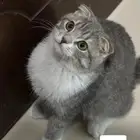 تبني